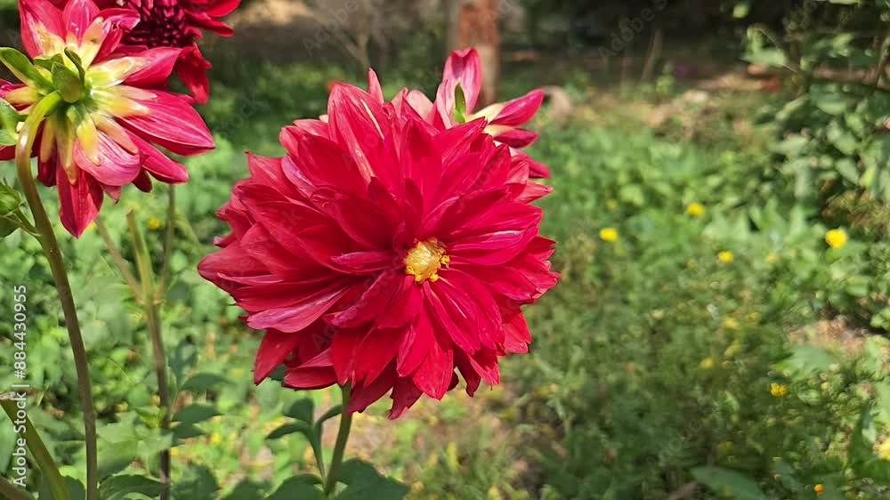 Wall mural Dahlia Flowers In The Garden, India