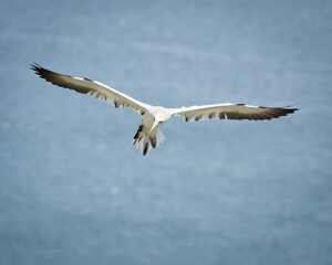 Gannet - Morus - Sulidae - Bempton Cliffs - North Yorkshire