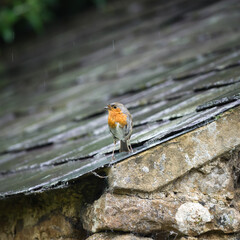 European Robin