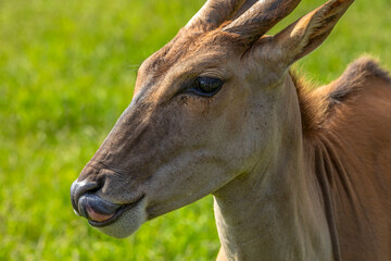 Obraz premium Detail of the head of an eland eating grass in golden morning light on a green meadow