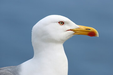 Portrait of a Yellow-legged gull (Larus michahellis)