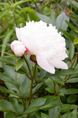 peony pink rose flower in an old English garden
