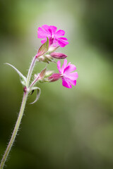 Silene dioica-Red campion