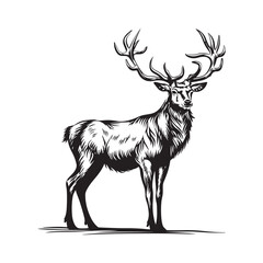 Elk Vector Art, Icons, and Graphics. Illustration of a Elk on white background
