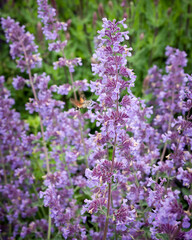 Hummingbird Hawk-Moth - Macroglossum stellatarum