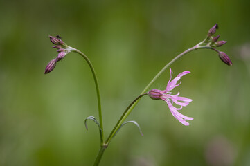 Lychnis flos-cuculi-Ragged Robin
