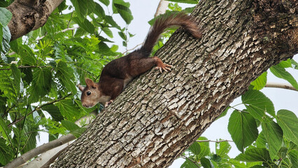 Brown squirrel climbing a tree trunk in a leafy forest