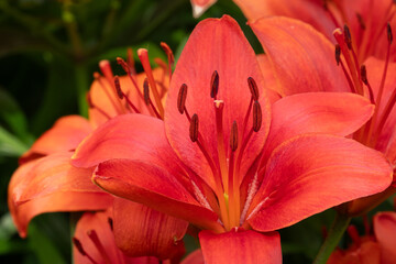 Grouping of Red Asiatic Lilies in Full Bloom