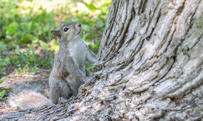 Closeup of a grey squirrel.