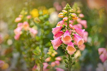 Pink foxglove flowers in the summer garden  © Maryna Konoplytska