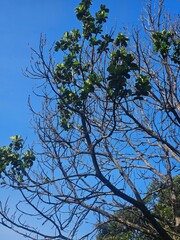 tree in the sky