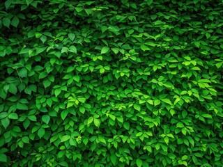 Obraz premium Lush green foliage wall in a summer garden