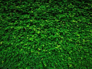 Obraz premium Lush green foliage wall covering a surface