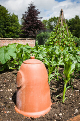 Rhubarb forcer - Terracotta - Rhubarb