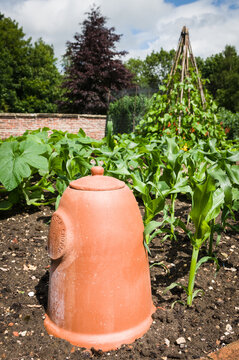 Rhubarb forcer - Terracotta - Rhubarb