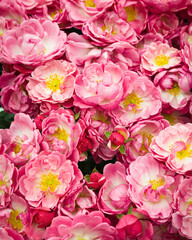 pink roses background