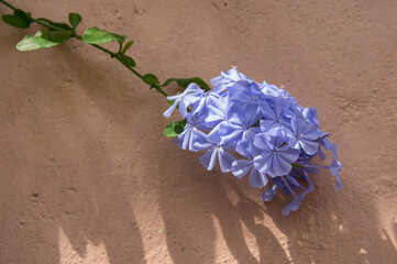 Purple or lilac Flower