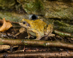 Common frog or Rana temporaria