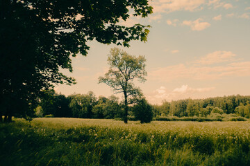 A beautiful summer landscape. Against the backdrop of a blue sky, with clouds floating above, stands a tall tree in a green, blooming field. Nature at its best.