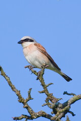 Lanius collurio aka Red-backed Shrike perched on the tree. 