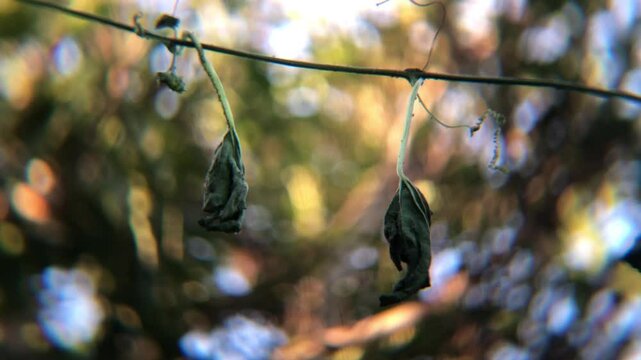 Close up dead plant with dry leaves on blur windblown foliage background