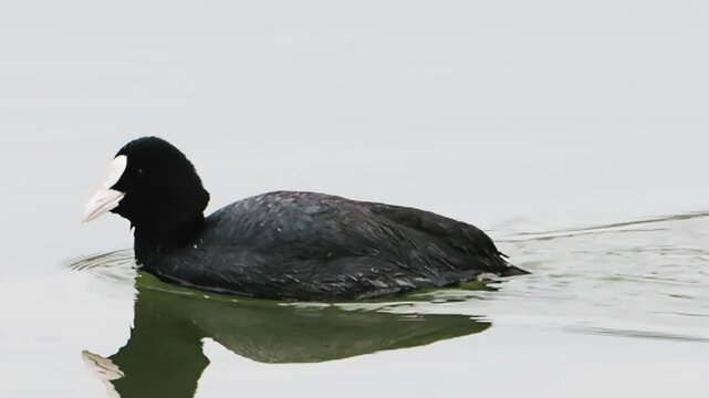 One Eurasian coot duck fulica atra swimming on a lake slow motion