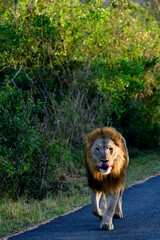 Naklejka premium Löwe