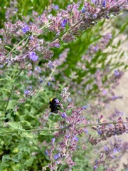 bee on lavender