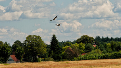 Fliegende Kranische