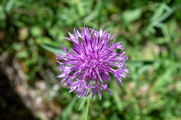 Flor Centaurea scabiosa
