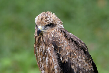Young changeable hawk eagle face close up