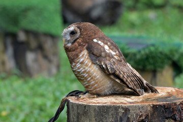 Eurasian scoop owl on a tree branch