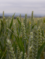 green wheat field