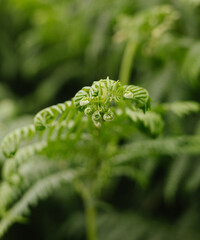 close up of fern leaf