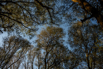 phenomenon of the shyness of the crowns