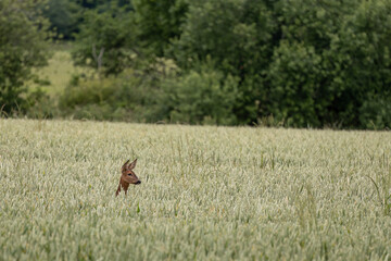 Red Deer, Cervus elaphus, in a wheat field near East Grinstead