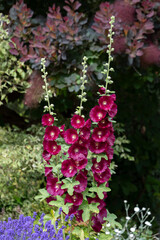 Burgundy Hollyhock, Alcea, flowering in East Grinstead
