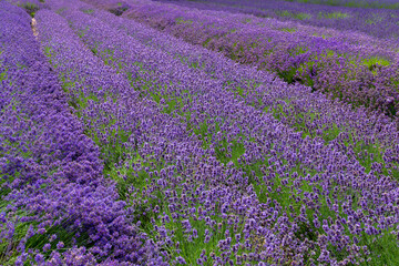 Commercially grown Norfolk Lavender at Heacham in West Norfolk, UK