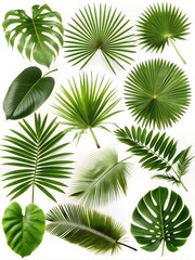 a set of green tropical leaves on a white background