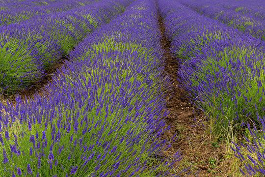 Commercially grown Norfolk Lavender at Heacham in West Norfolk, UK
