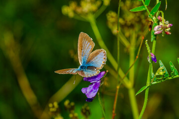 butterfly on a flower