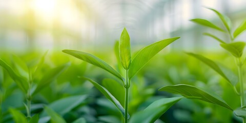 Modern fish sauce plant uses sustainable practices advanced tech green energy sources. Concept Sustainable Practices, Advanced Technology, Green Energy, Fish Sauce Plant, Modern Approaches