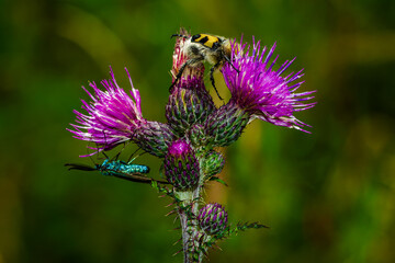 butterfly on thistle