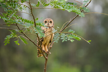 Coruja Mocho-dos-banhados (Asio flammeus)