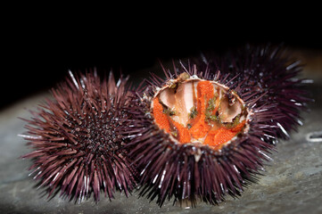 Close-up of freshly caught female sea urchins. A sea urchin is cut open and you can see the orange-colored eggs.