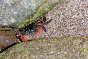 海にいるカニ　Crabs in the sea