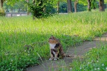 公園の野良猫　Stray cats in the park