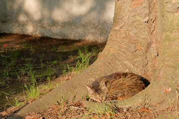 公園で眠る猫　Sleeping cat in the park