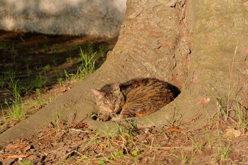 公園で眠る猫　Sleeping cat in the park