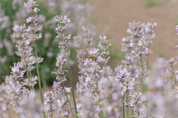武蔵嵐山　ラベンダー畑　Musashiarashiyama Lavender Field